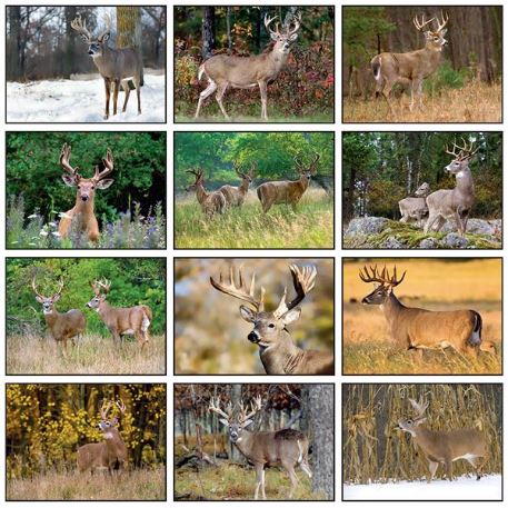 Trophy Whitetail Deer Appointment Calendar Calendar Company deer calendar 2021